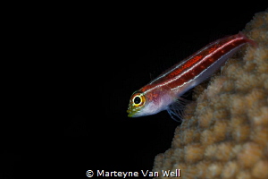 A goby on coral by Marteyne Van Well 
